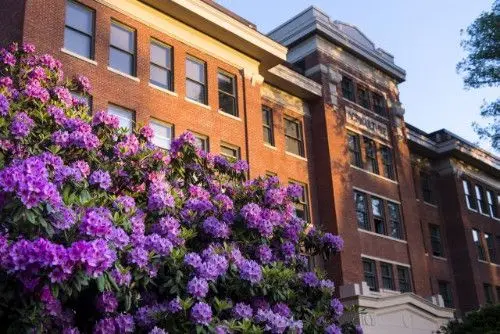 Osu Purple Flowers infront of building